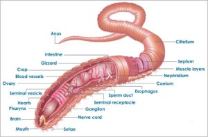 earthworm-cross-section