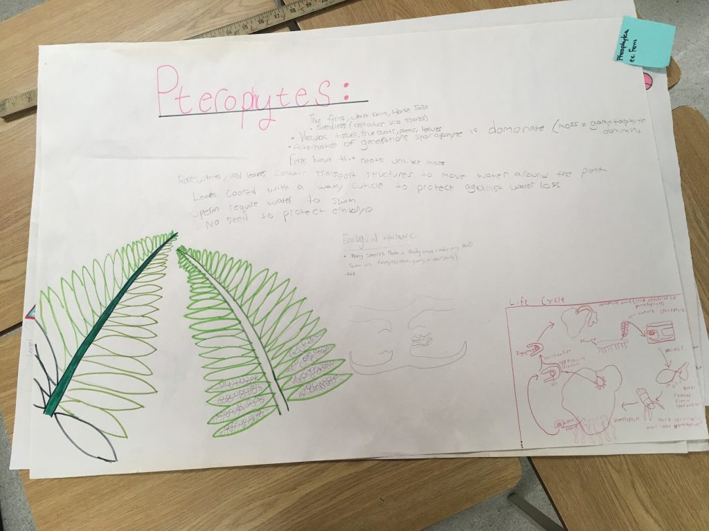 Biology 11 – Plant Review Sheets | Mrs Dildy