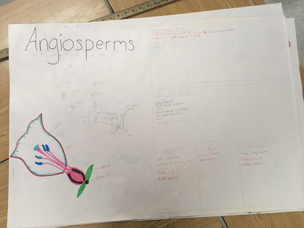 Biology 11 – Plant Review Sheets | Mrs Dildy